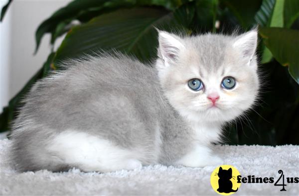 thechubbyfacedcat Picture 3